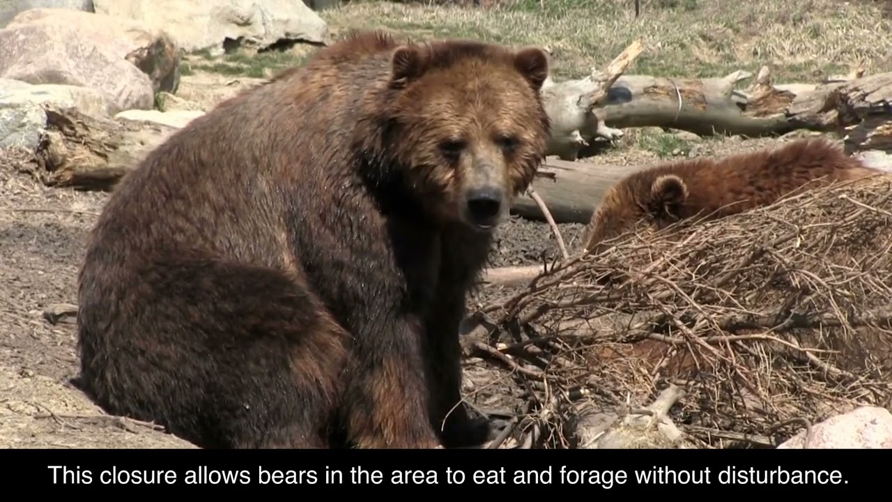 Terrifying Encounters: Bears on the Attack - Beware Inside Your Car!