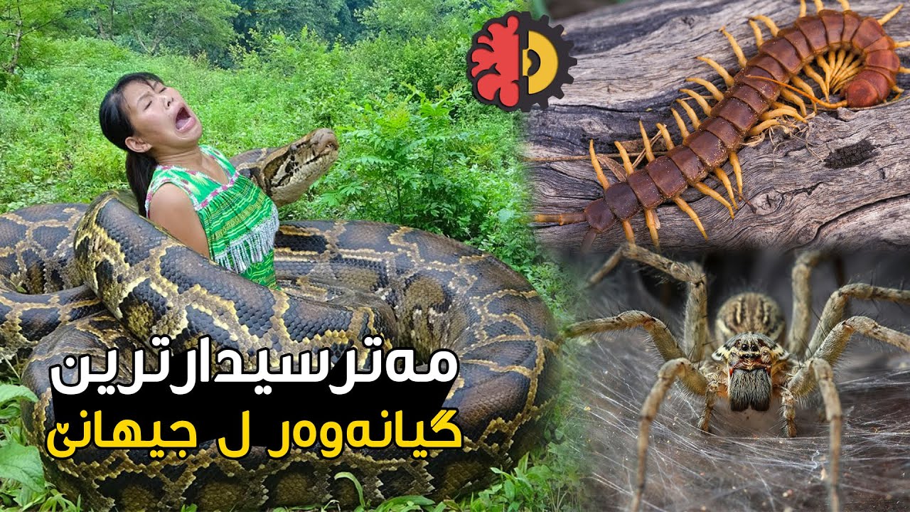 مەترسیدارترین گیانەوەر ل جیهانێ