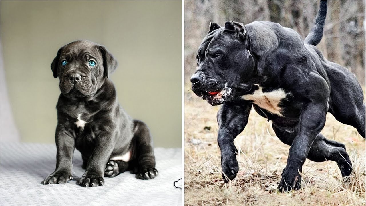 Protection Dogs Are Badass | Animal Transformation Video