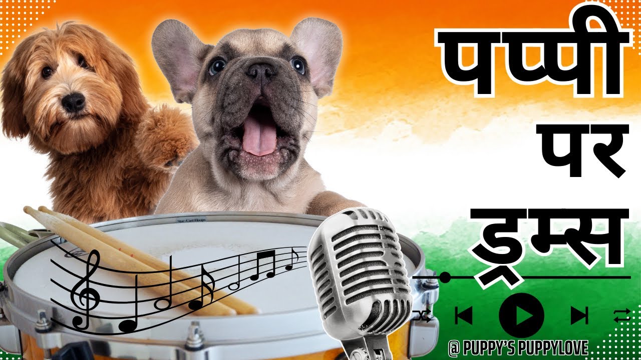 🐶 TikTok के सबसे प्यारे Puppies on Drums 3! 🥁 #PuppyDrummers #cutecompilation