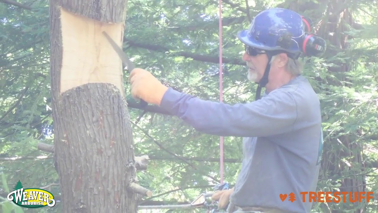 How to Turn a Dead Tree into a Bird Home with Eric Folmer - TreeStuff Community Expert Video