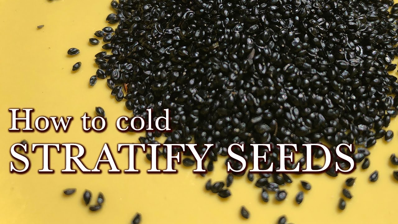 How to Stratify your Seeds - The Cold Stratification Process