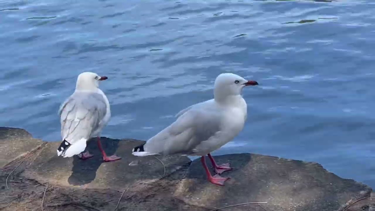 A summary of the third part of the beautiful city of Sydney in Australia