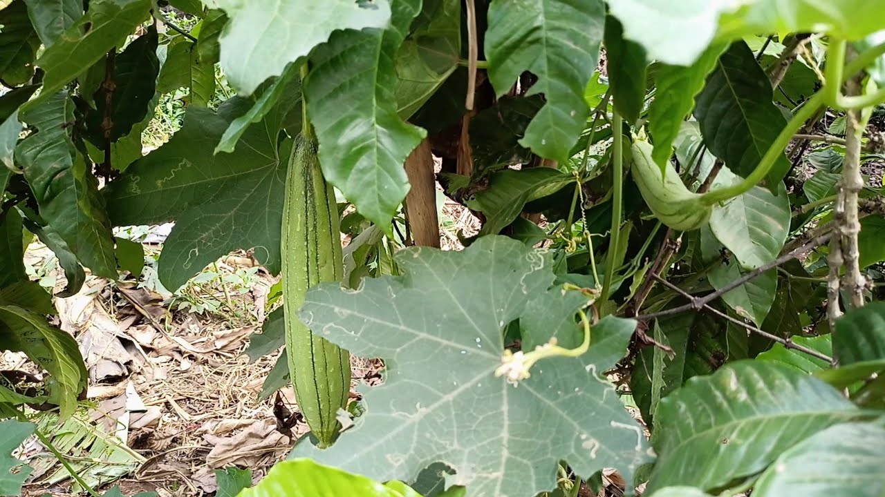 AMazzi Mu Nabunya Laba Emigaso Nenkozesa (Ekyangwe Ekiganda)