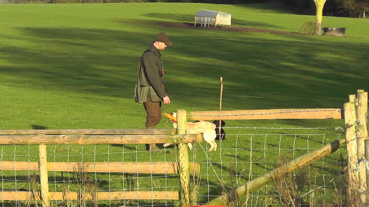 Dave Ross with Ravenshall Gundogs