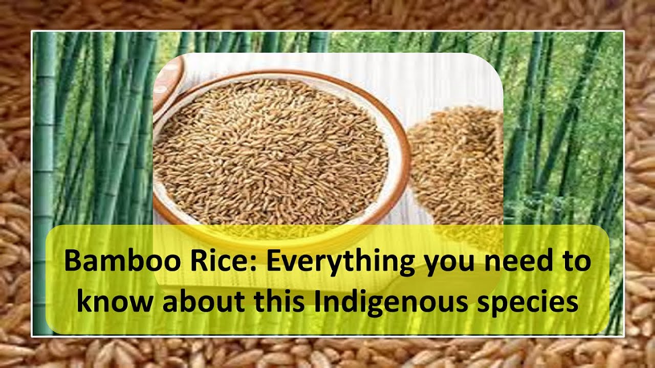 Bamboo Rice:Everything you need to know about indigenous rice