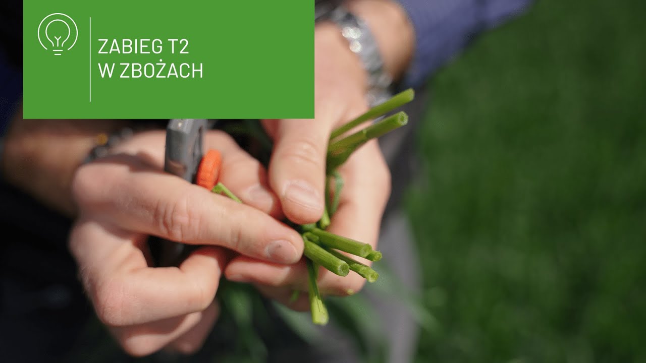 🌾 Zabieg T2 w zbożach 2025 – kiedy i jak wykonać?