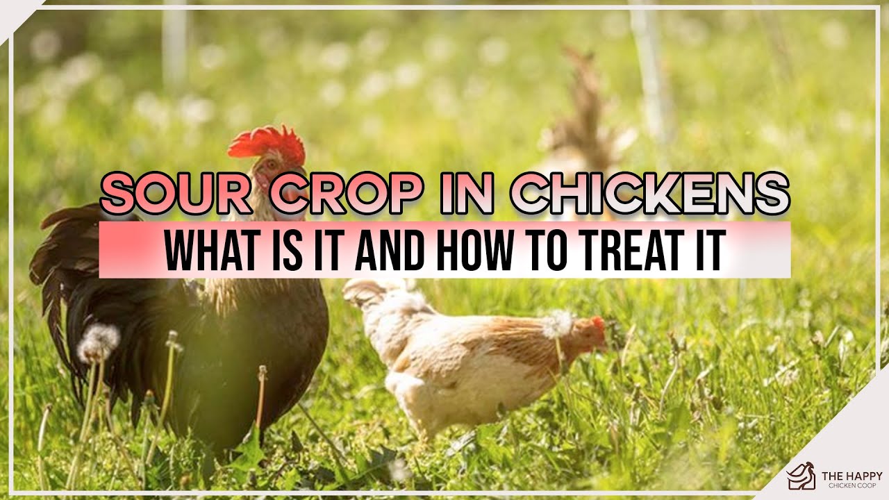 Sour Crop in Chickens What is it And How to Treat it
