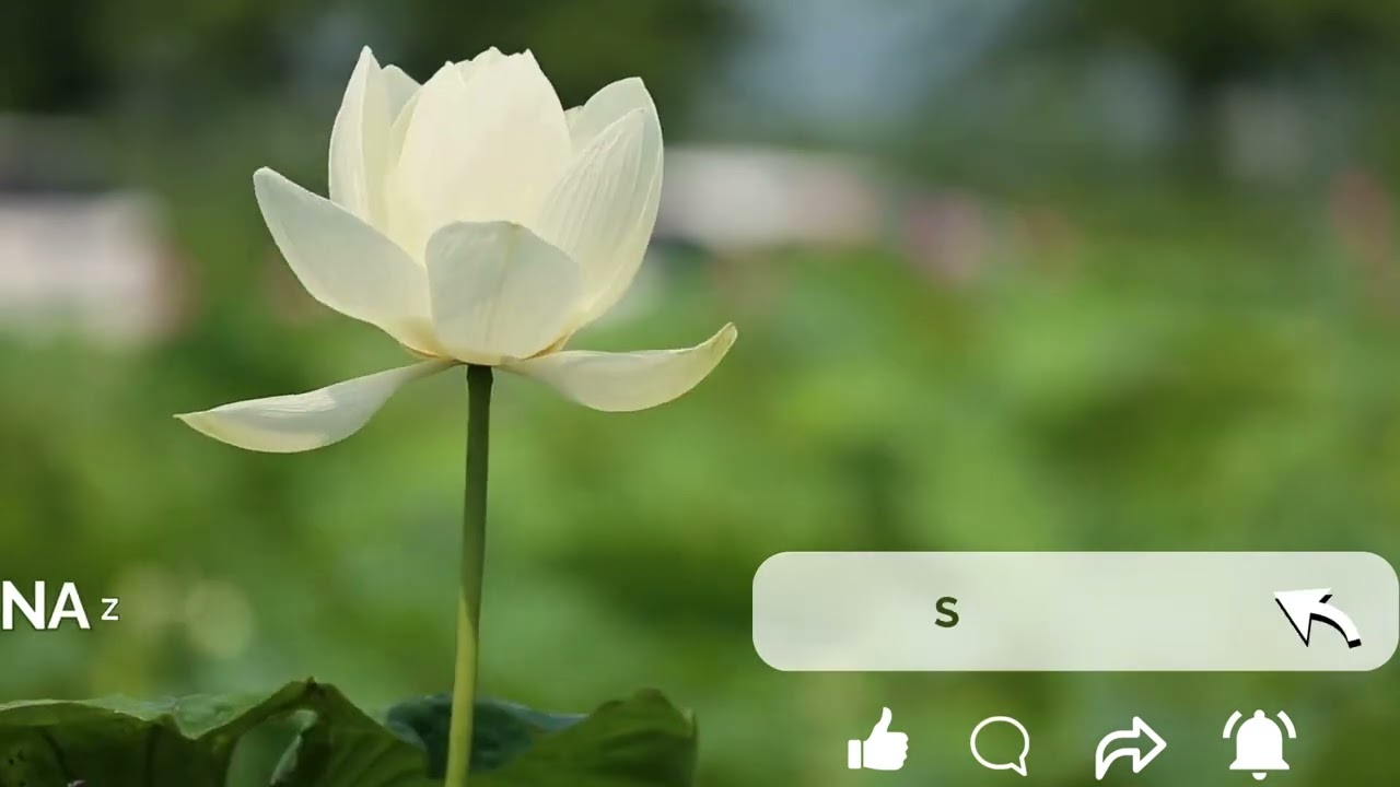 Nazm Noor e Furqan by Maliha Khan