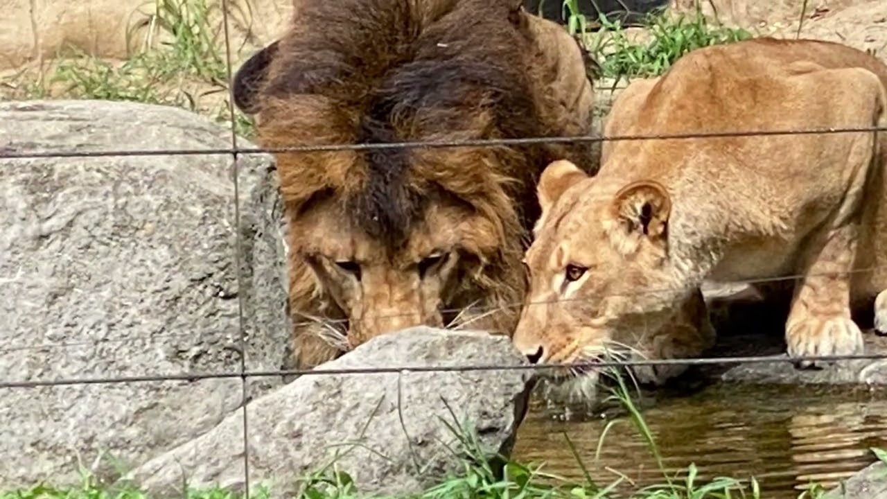 八木山動物公園   ライオン   なお   突然のさよなら