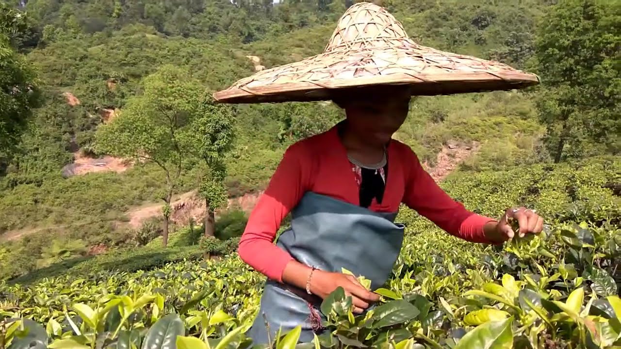 GREEN TEA PROCESSING | TEW