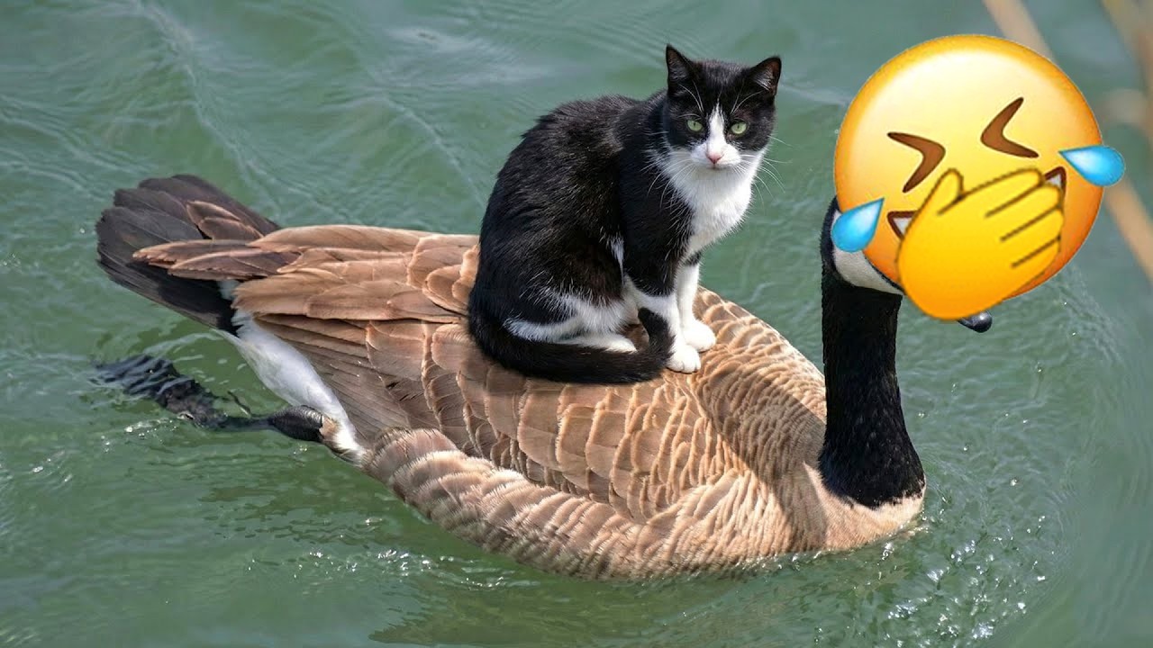 Funniest Cats and Dogs Clip 2026🍒😼You Laugh You Lose🦮