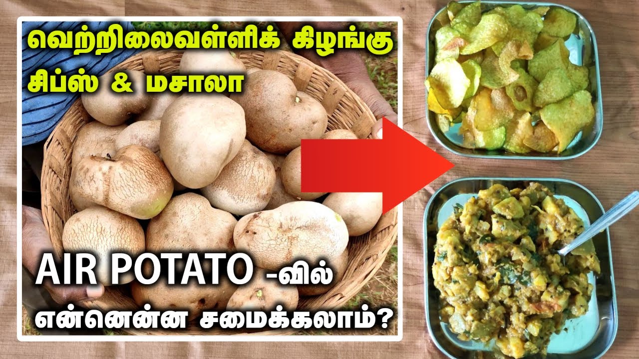 வெற்றிலைவள்ளிக் கிழங்கு சமையல் | AIR POTATO -வில் என்னென்ன சமைக்கலாம்? | Air Potato Chips and Masala