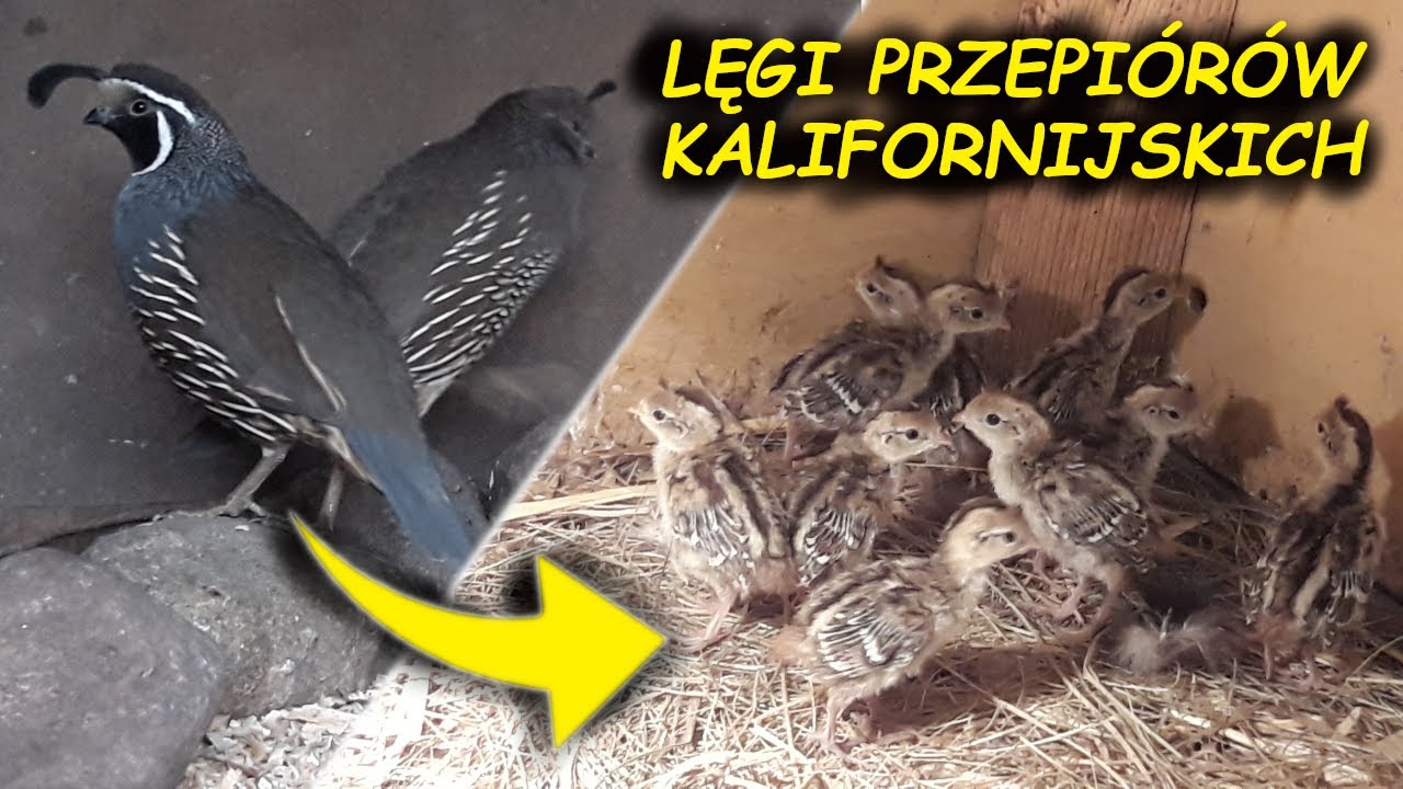 LĘGI PRZEPIÓRÓW KALIFORNISJKICH 😱 PLANYY 🤔