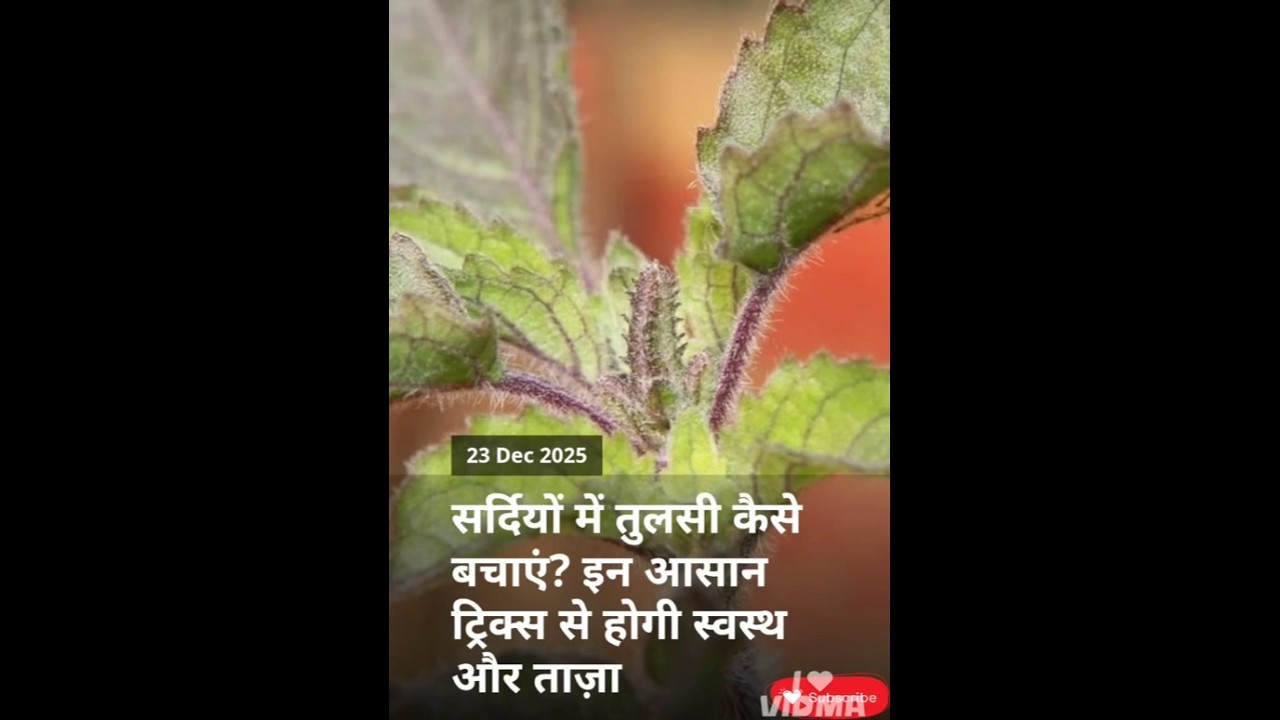 How to protect basil from cold. #usefultips #short #viral #video #foryou#
