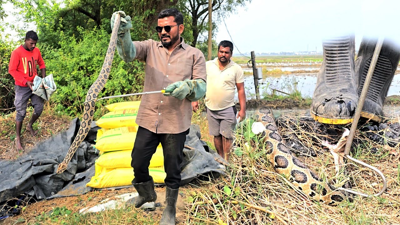 Indian Russell's viper snake  #రక్తపింజర #అత్యంత ప్రమాదకరమైన పాము రెస్క్యూ.చిమ్రాష్ పల్లి