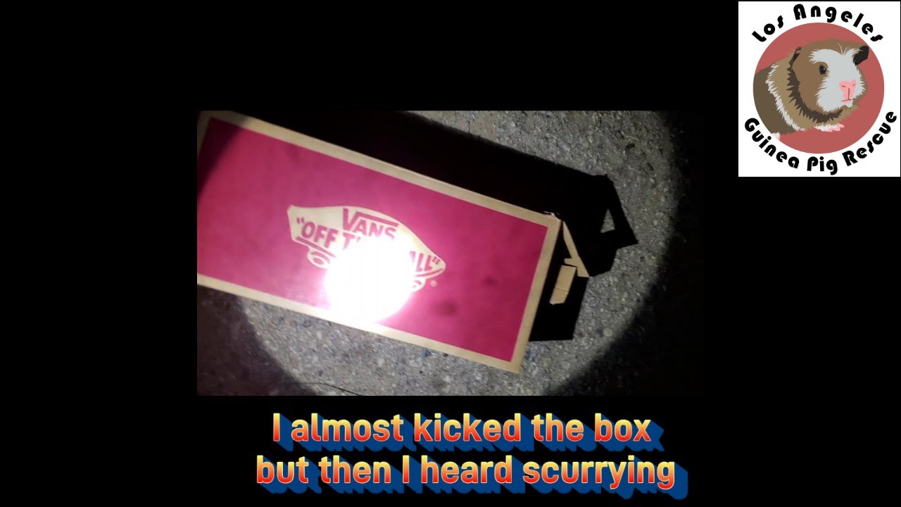 Guinea Pig Late Night Shoe Box Dump