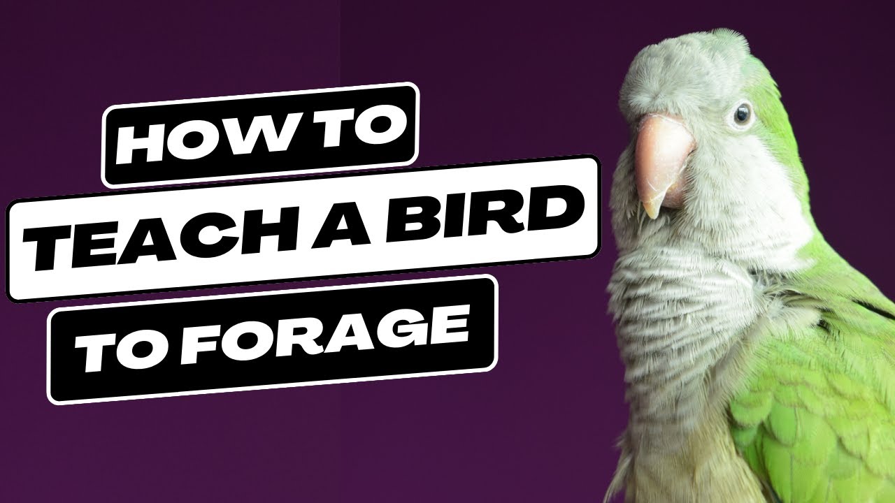 Teaching a Bird to Forage | Topics