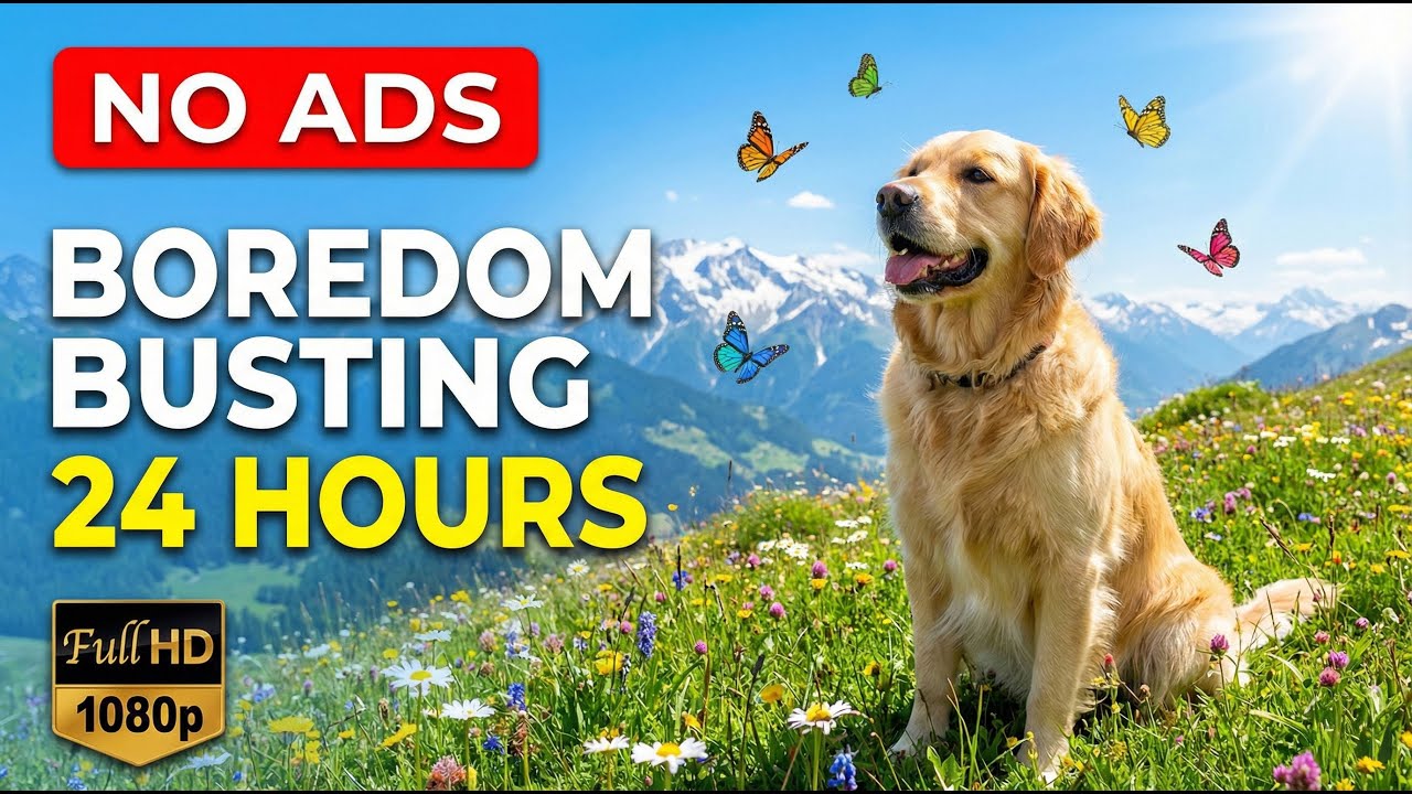 🔴 24H Dog TV: Круглосуточные антитревожные видео и видео для собак без рекламы