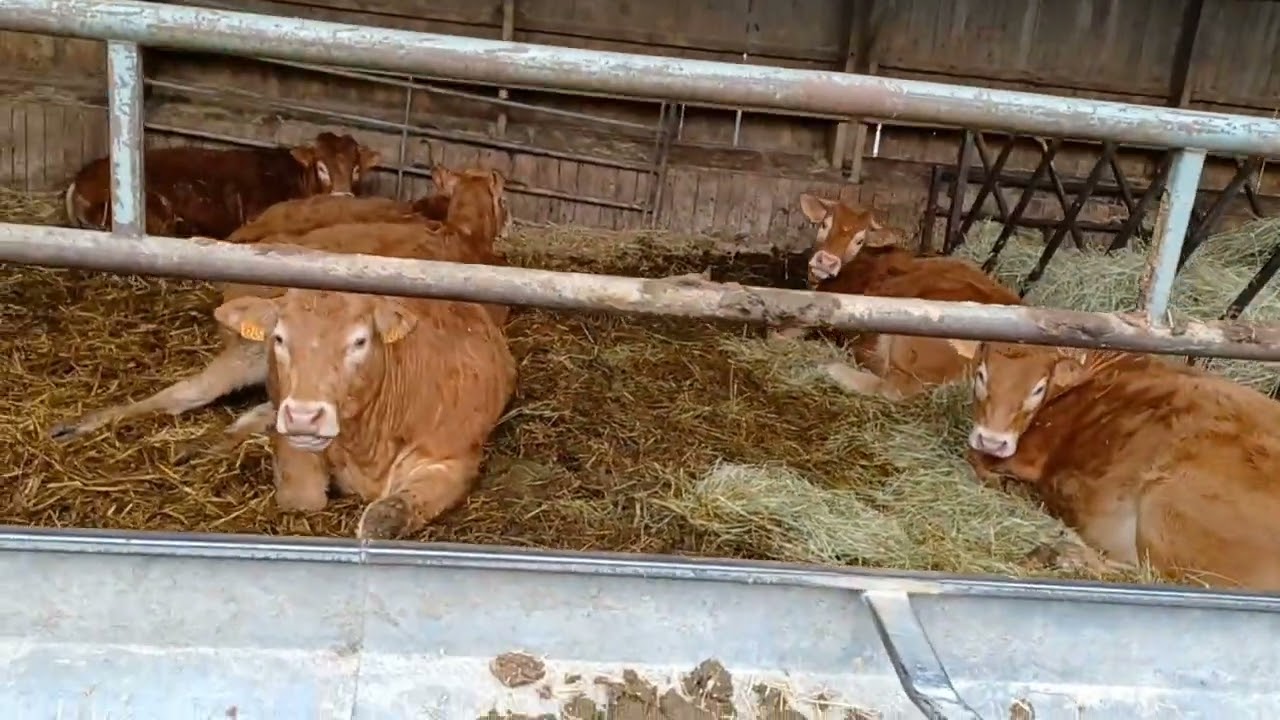 Je vous montre les vaches et les moutons!!