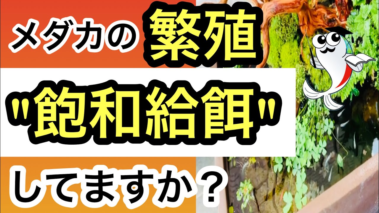【基礎編】メダカの繁殖・産卵の仕組みやコツをプロが分かりやすく解説します!