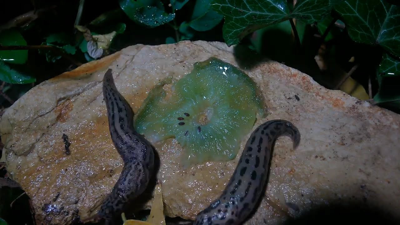 Slugs eats kiwifruit. Timelapse.