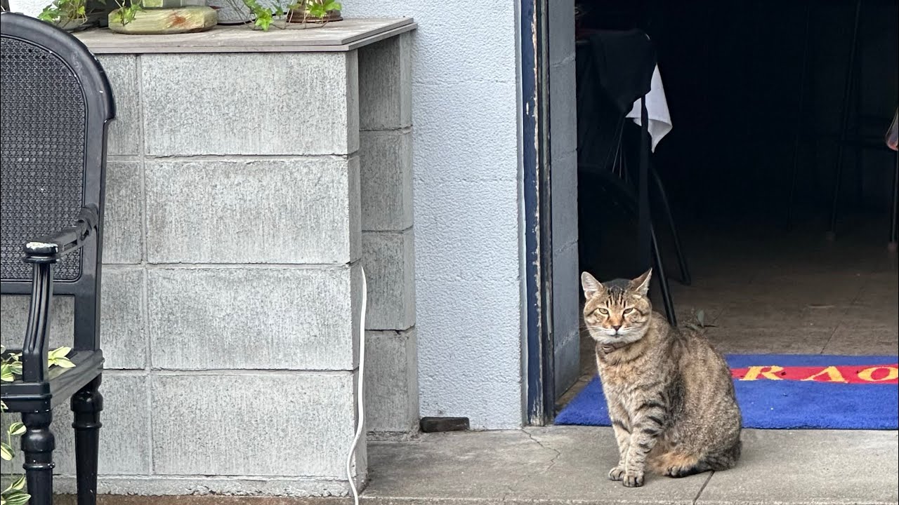 【はじめまして】猫好きによる日常切り取り記録