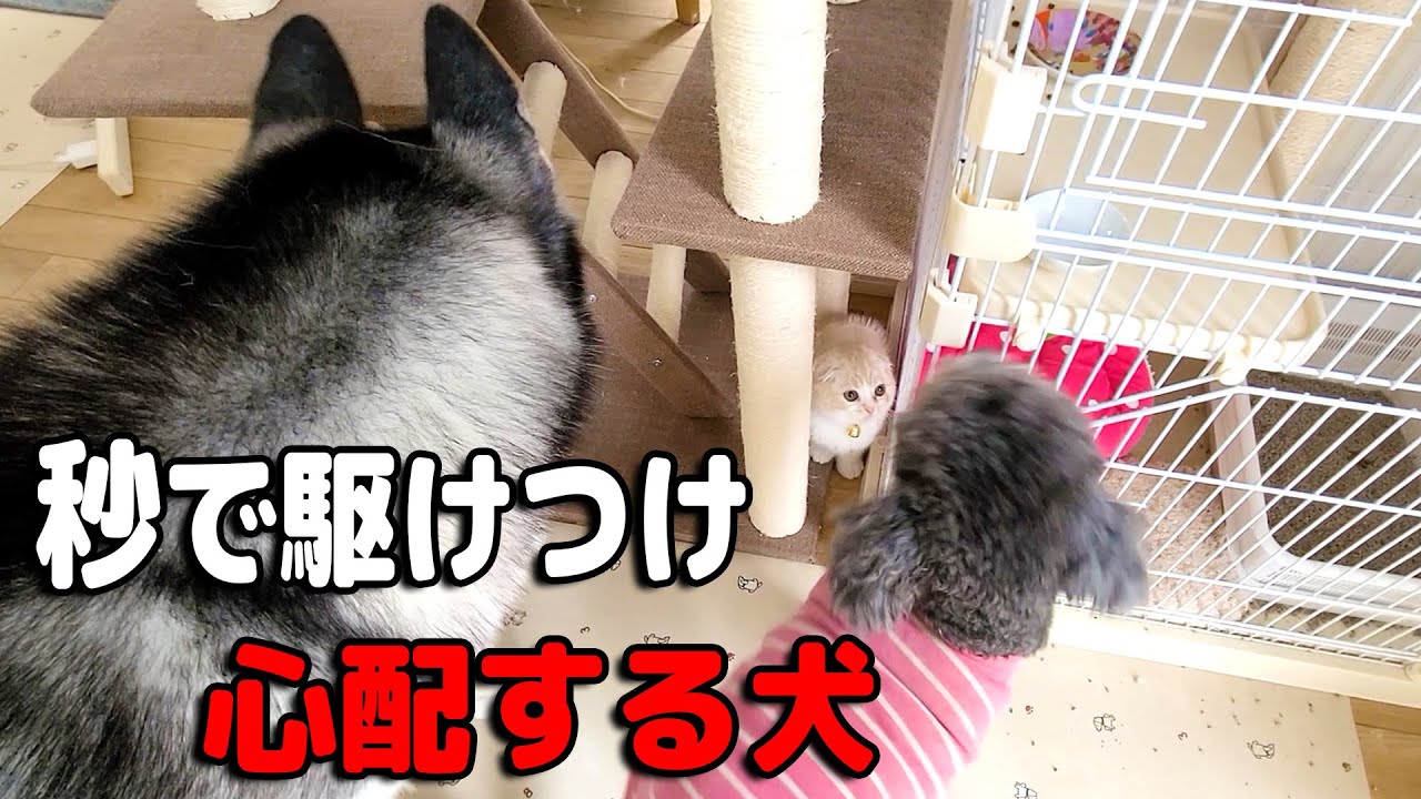 子猫が転落して助けを...秒で駆けつけ心配するハスキーと保護犬トイプードル