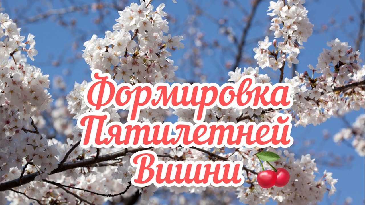 Как формировать вишню не высокой.