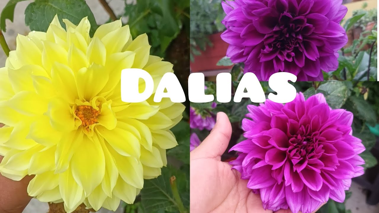 SUSTRATO,CUIDADOS Y ABONO DE MIS DALIAS 