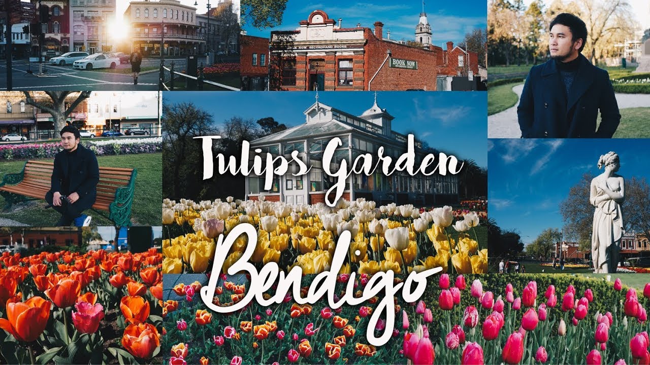 ดอกทิวลิปบาน ที่เบนดิโก้ Bendigo  VLOG 59