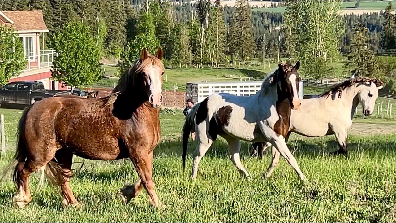 Big Mama Finally Arrives - Reunited with Son After 3.5 Years!