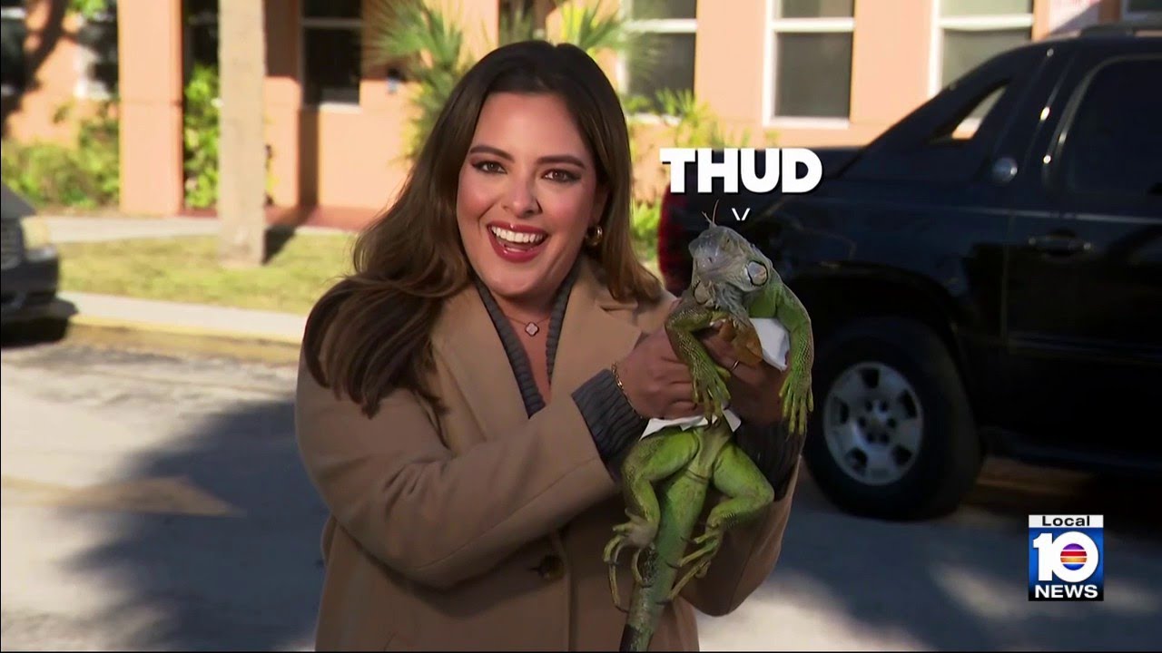Iguanas look for warmth in chilly South Florida on New Year's Eve