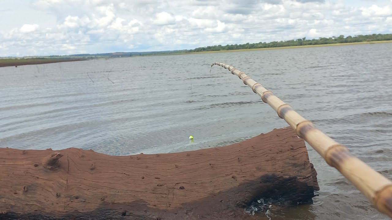 Primeira Pescaria após a piracema Só Gigantes tilapias tucunares piau e Oscar