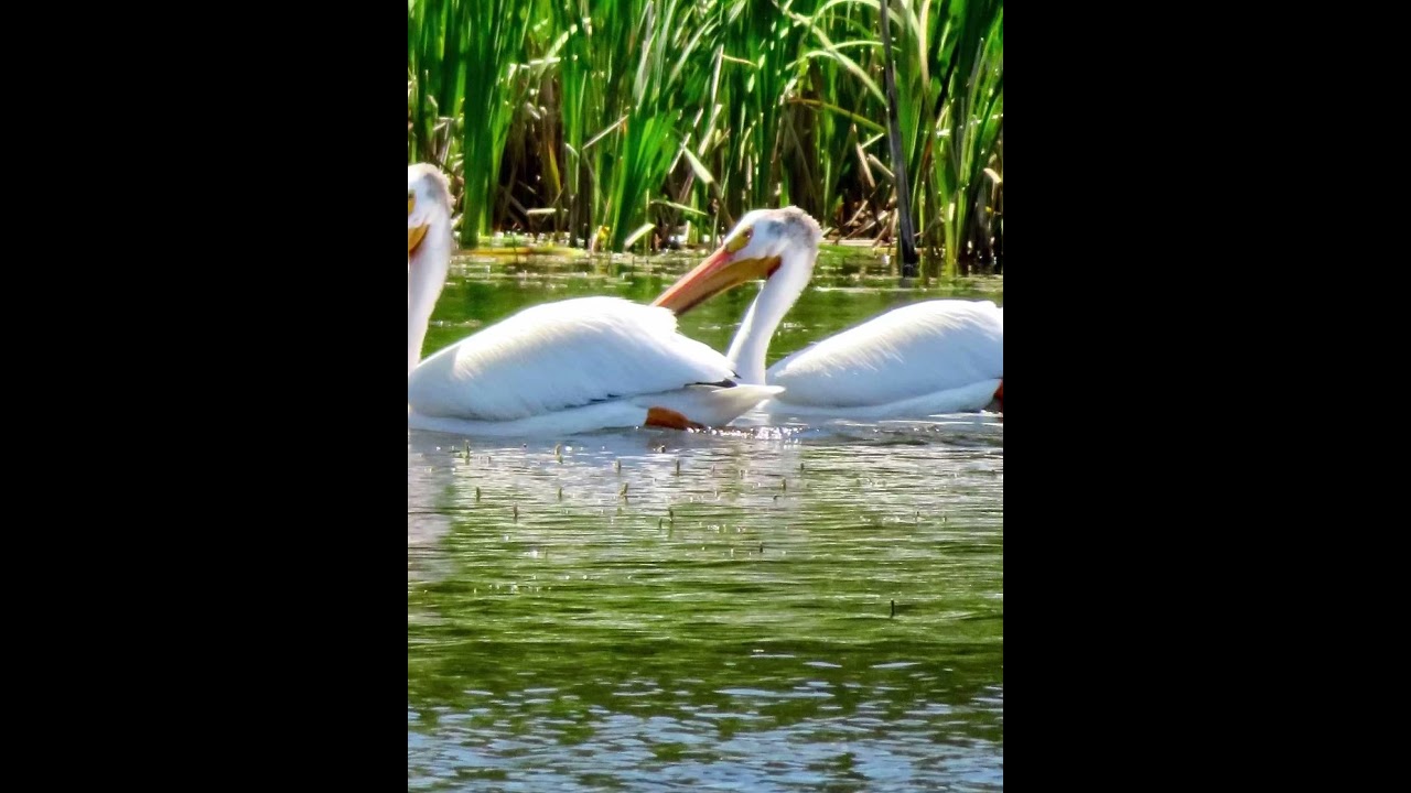 Discover Lake Metigoshe