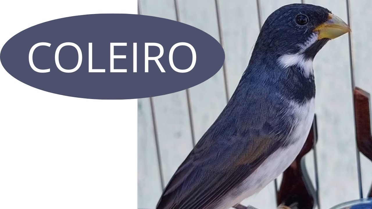 ENCARTA SEU PARDO COM ESSE CANTO  TUI TUI COLEIRO MESTRE