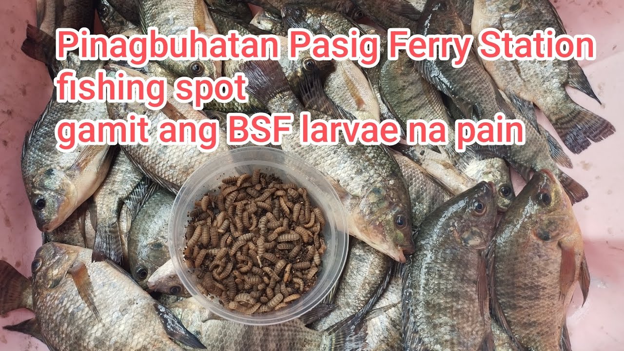 Pinagbuhatan Pasig ferry station spot. Puro double strike ang kagat sa BSF na pain. #blacksoldierfly