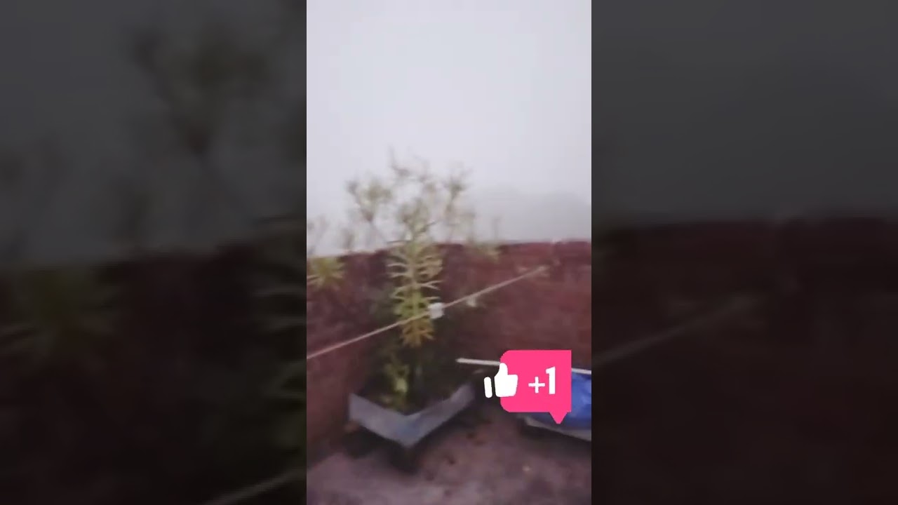today's weather gwalior 🌴🌫️🌁