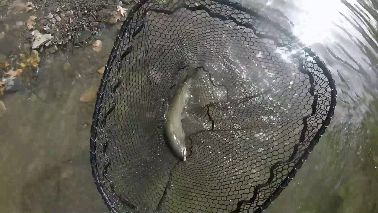 Fly fishing clear water steelhead with stone flies