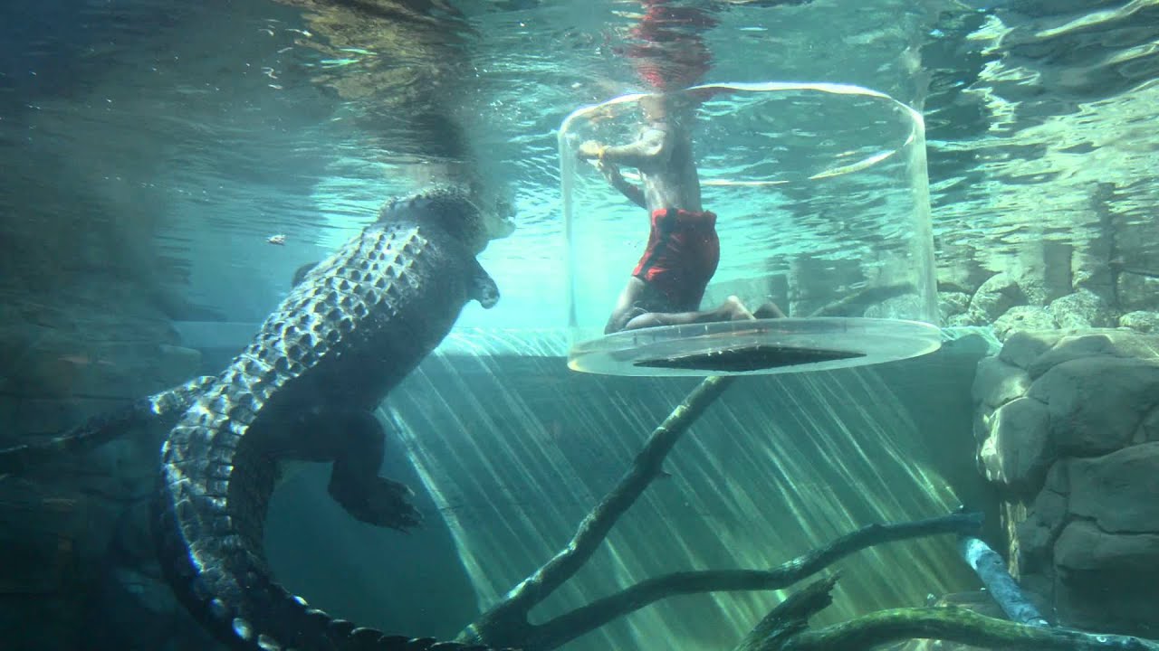 Cage of Death Darwin Australia.watch before you go....
