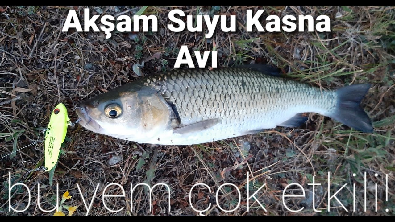 AKŞAM SUYU KASNA - TATLI SU KEFALİ AVI. BU YEM ÇOK ETKİLİ.. #chubfishing #kasnaavı #strikepro