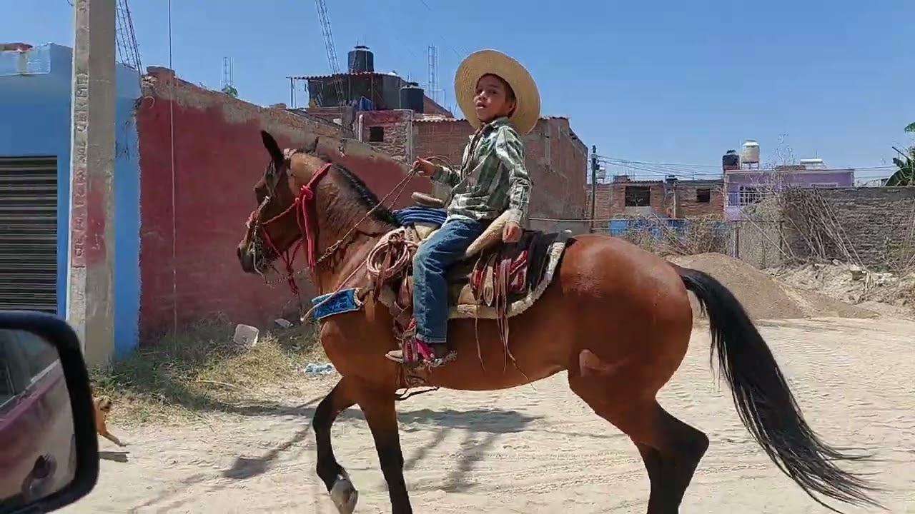 ‼️fuimos a trabajar nuestros caballos‼️