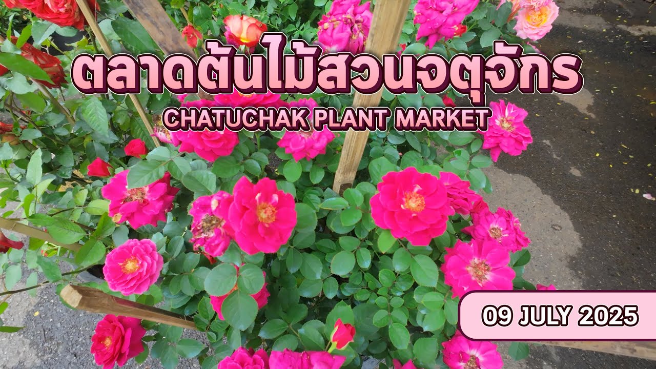 ตลาดต้นไม้สวนจตุจักร EP.2 CHATUCHAK PLANT MARKET EP.2 | 09/07/2568