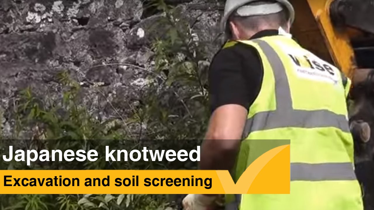Digging out Japanese knotweed - soil screening