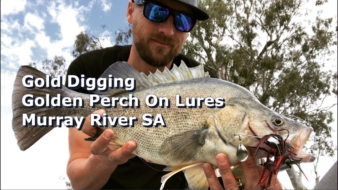 Gold digging: Murray river SA Golden Perch on lures GoPRO