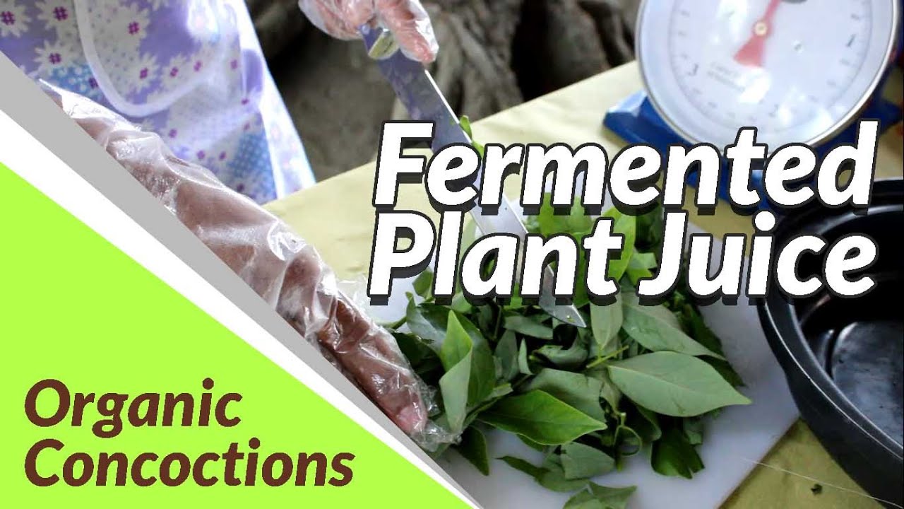 Fermented Plant Juice | Organic Concoctions