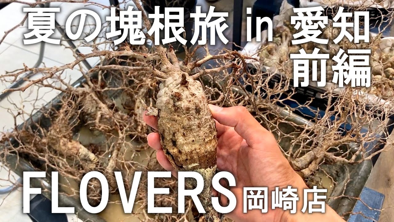 【前編】抜き苗イベントが熱い！ フラバーズ岡崎 | 夏の塊根旅 in 愛知 | 塊根植物