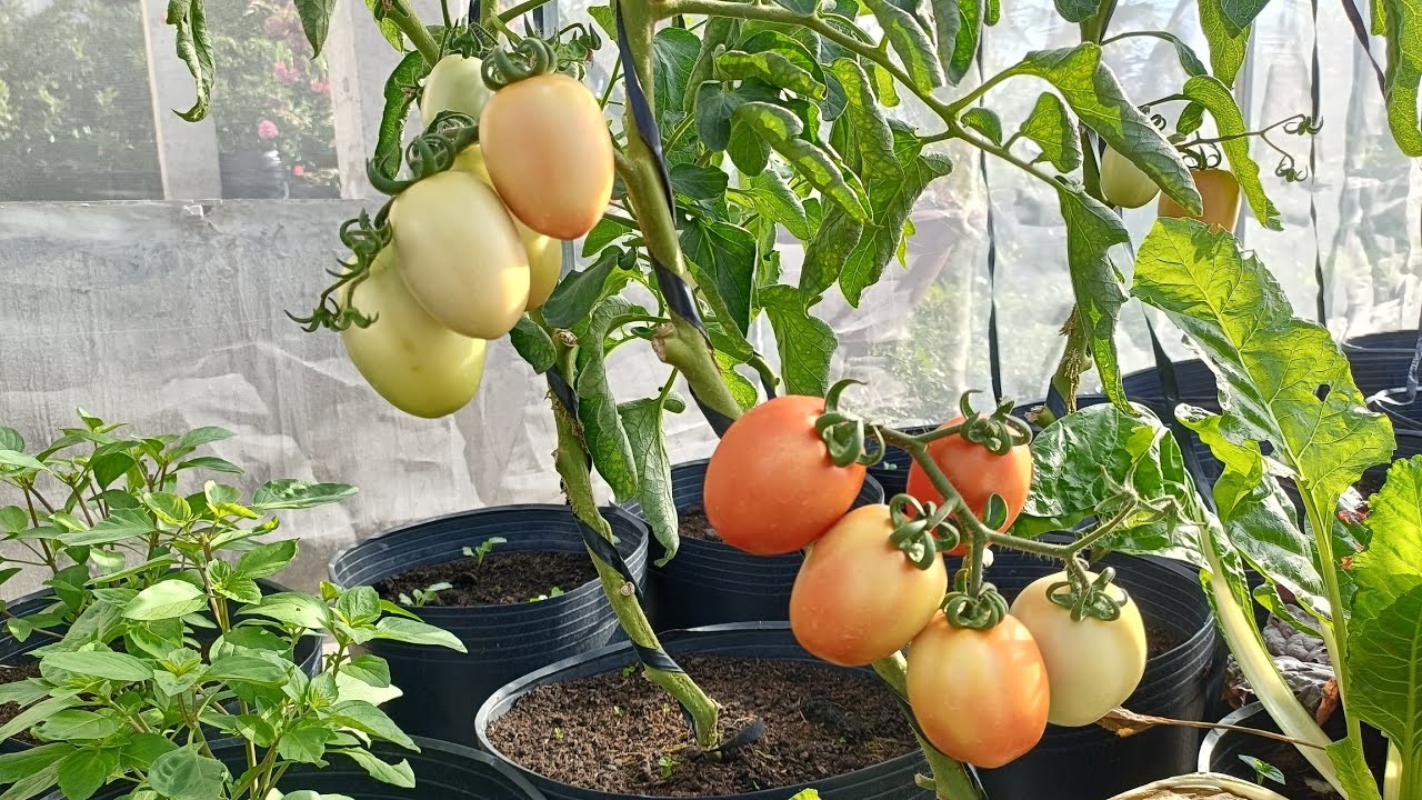 Cách Trồng Cà Chua Dễ Đậu Trái, Cho Nhiều Trái, Trái To Lớn, Cách Thụ Phấn Cây Cà Chua Dễ Làm Nhất