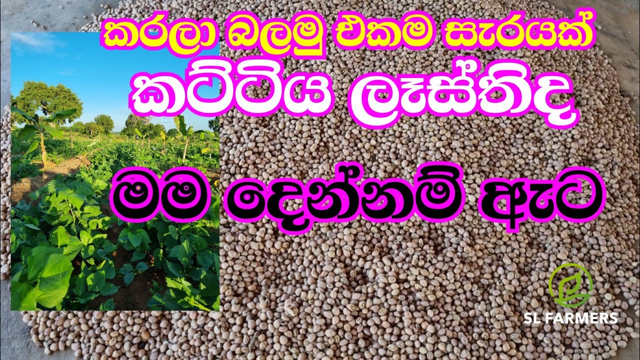 26 January 2026|slfarmers |agriculture |kavpi|කව්පි