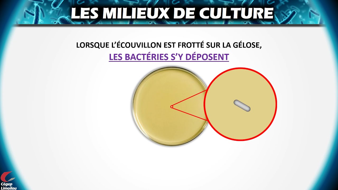 Prélèvement, ensemencement, incubation et observation des microorganismes sur des géloses.